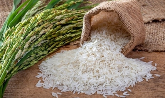 Rice prices in the world are likely to increase in the near future ( Artwork ).